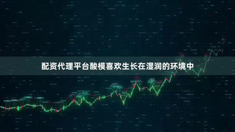 配资代理平台酸模喜欢生长在湿润的环境中